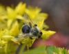 Bombus pascuorum